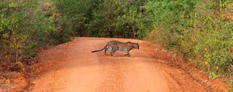 מלון Leopard Trails יאלה מראה חיצוני תמונה