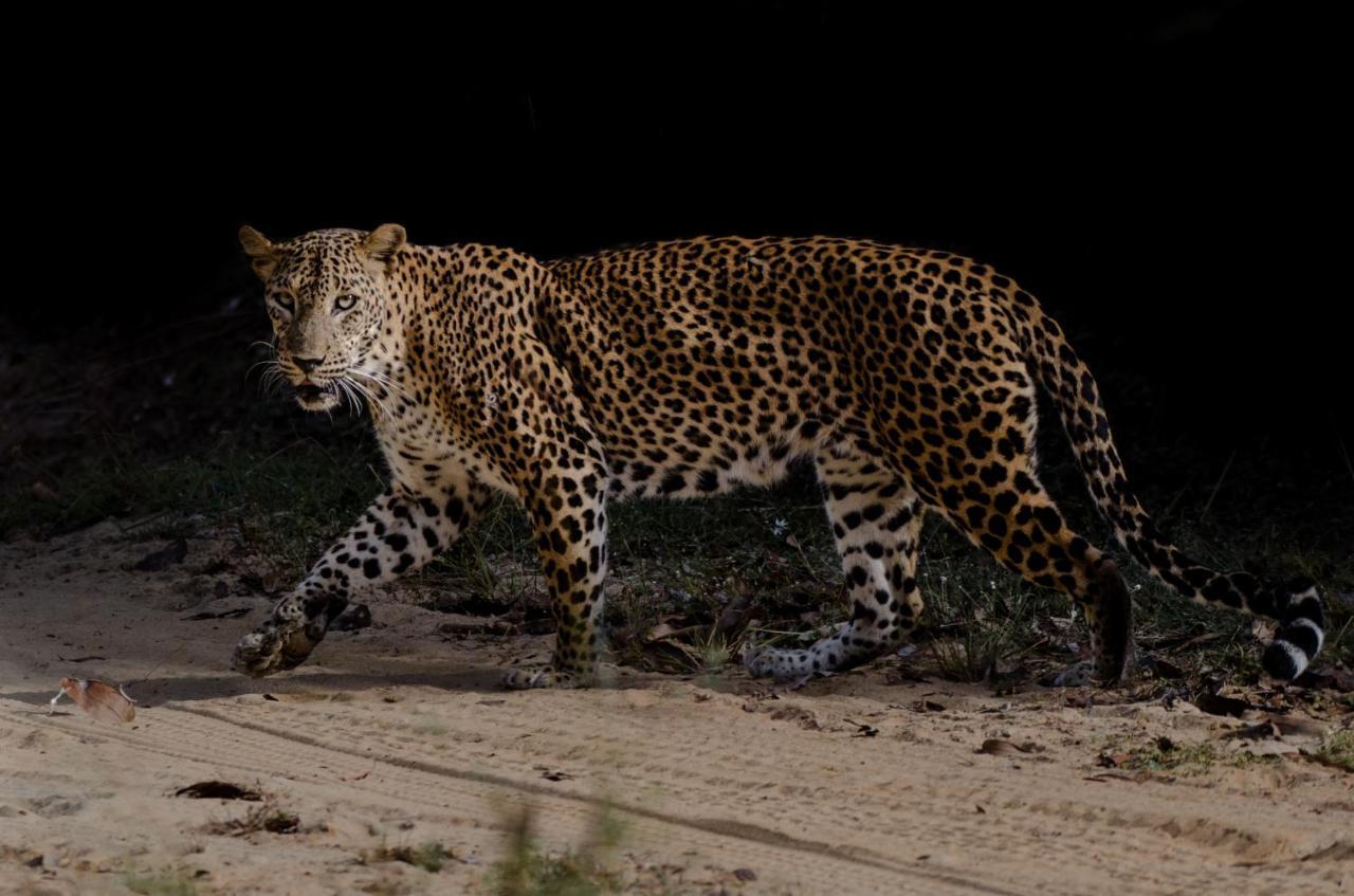 מלון Leopard Trails יאלה מראה חיצוני תמונה